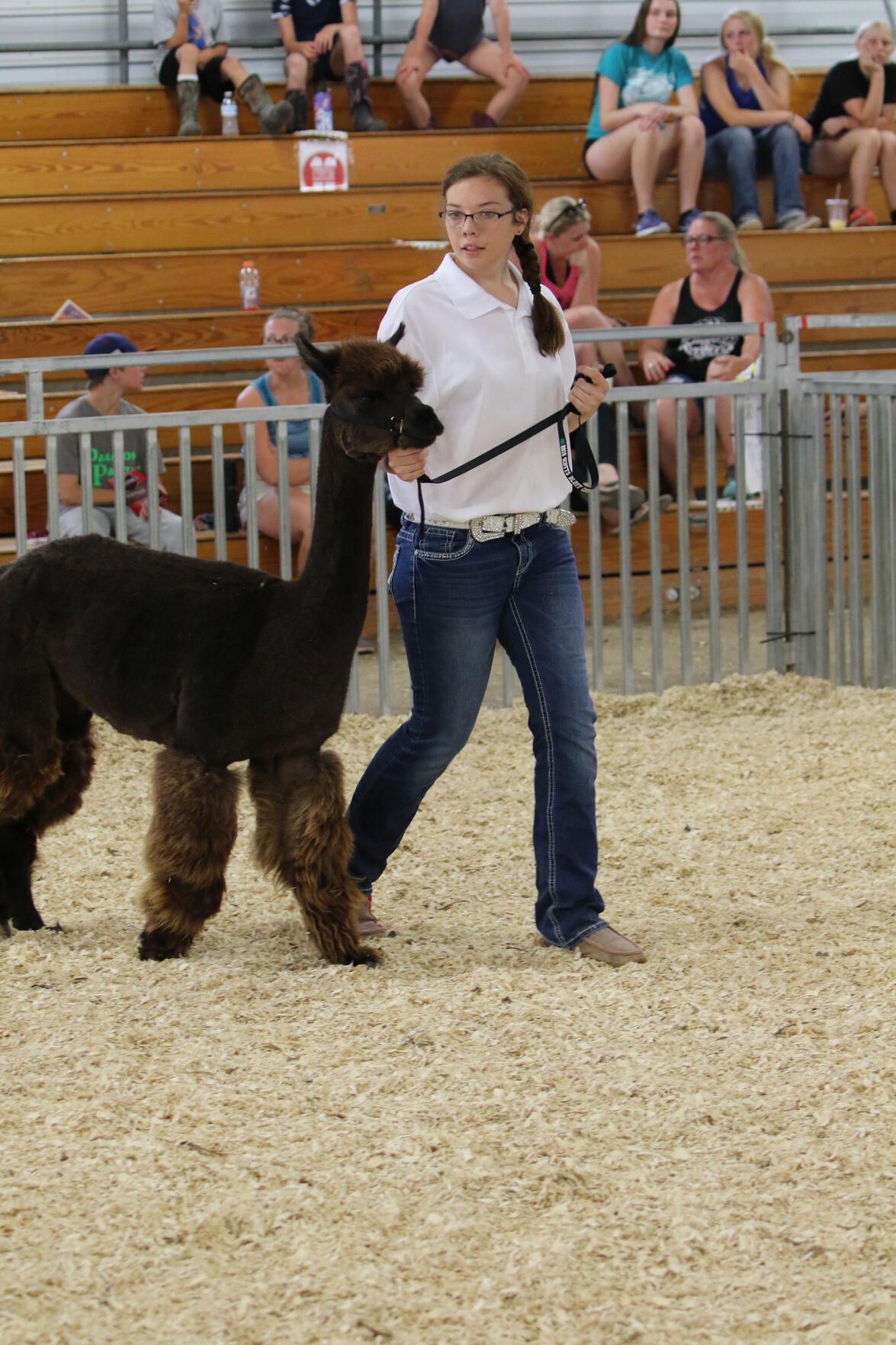 PHOTOS: Fiber Animal Show